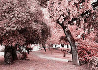 Pink Trees No1-3