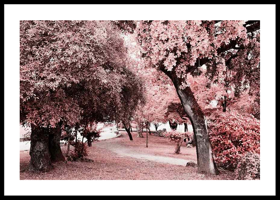 Fotografi av parkmiljö med täta träd i rosa nyanser-12