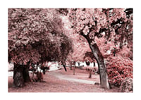 Fotografi av parkmiljö med täta träd i rosa nyanser-1