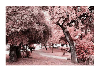 Póster Pink Trees No1