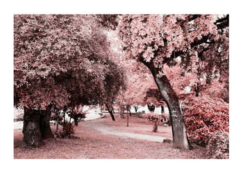Affiche Pink Trees No1