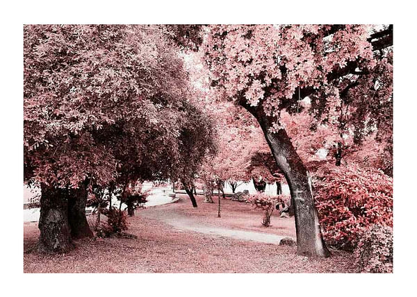 Plagát Pink Trees No1