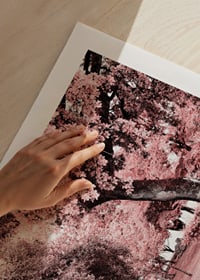 Fotografi av parkmiljö med täta träd i rosa nyanser-9