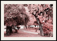 Fotografi av parkmiljö med täta träd i rosa nyanser-2