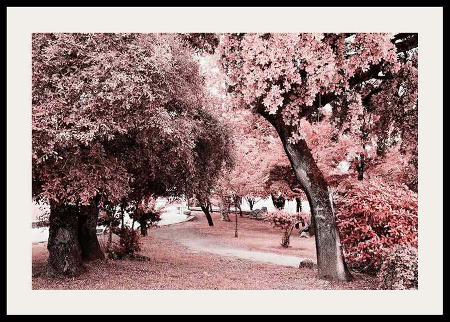 Fotografi av parkmiljö med täta träd i rosa nyanser-12