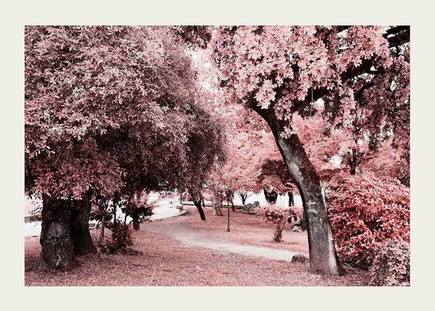 Fotografi av parkmiljö med täta träd i rosa nyanser-12
