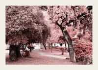 Fotografia parku s hustými stromami v ružových odtieňoch-3