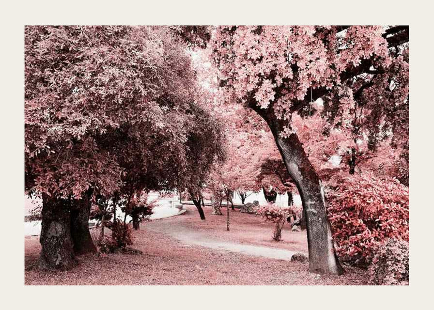 Fotografia parku s hustými stromami v ružových odtieňoch-12