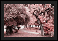 Fotografi av parkmiljö med täta träd i rosa nyanser-4