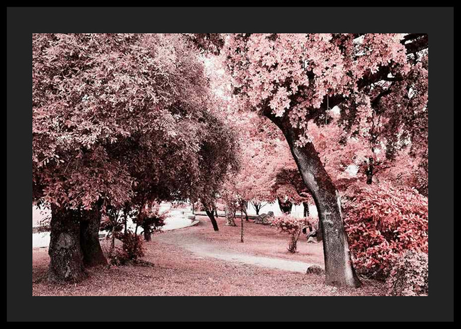 Fotografi av parkmiljö med täta träd i rosa nyanser-12
