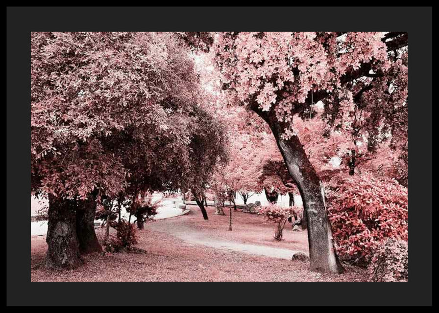 Fotografia parku s hustými stromami v ružových odtieňoch-12
