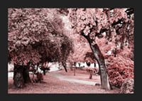 Fotografi av parkmiljö med täta träd i rosa nyanser-5