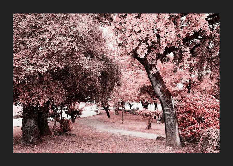 Fotografi av parkmiljö med täta träd i rosa nyanser-12