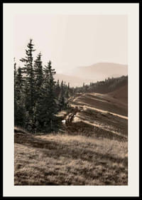 Foto van dennenbos en berghelling in gedempte tinten-2