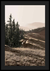 Foto van dennenbos en berghelling in gedempte tinten-4