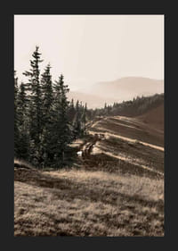 Foto van dennenbos en berghelling in gedempte tinten-5