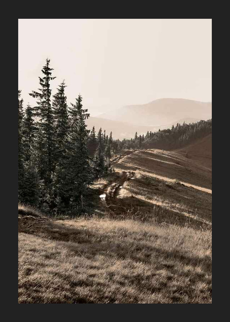 Foto van dennenbos en berghelling in gedempte tinten-12