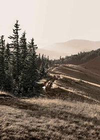 Photograph of pine forest and mountain slope in muted tones-7