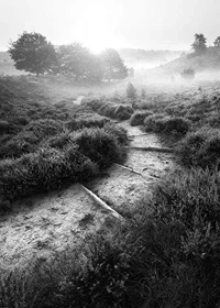 Svartvitt fotografi av smal stig i dimmigt naturlandskap-7