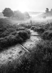 Foggy Road-3