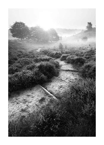 Poster Foggy Road