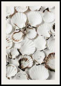 Close-up van witte schelpen met bruine randen tegen een lichte achtergrond-2