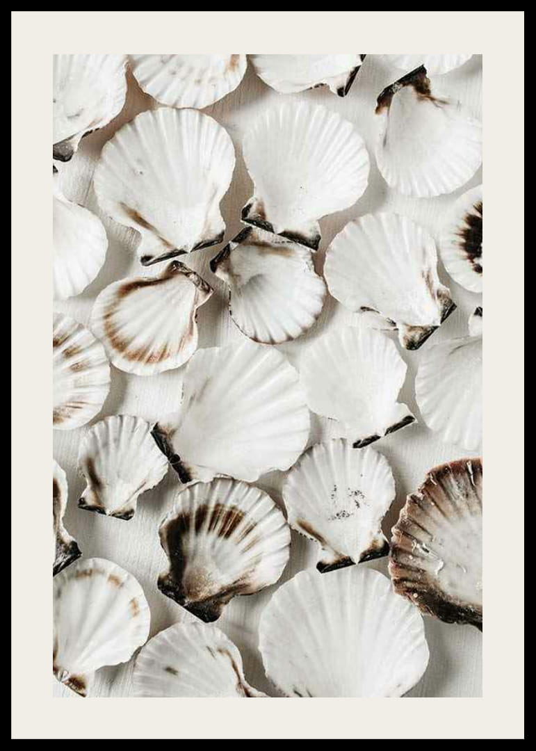 Close-up van witte schelpen met bruine randen tegen een lichte achtergrond-12