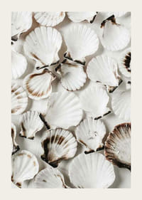 Close-up van witte schelpen met bruine randen tegen een lichte achtergrond-3