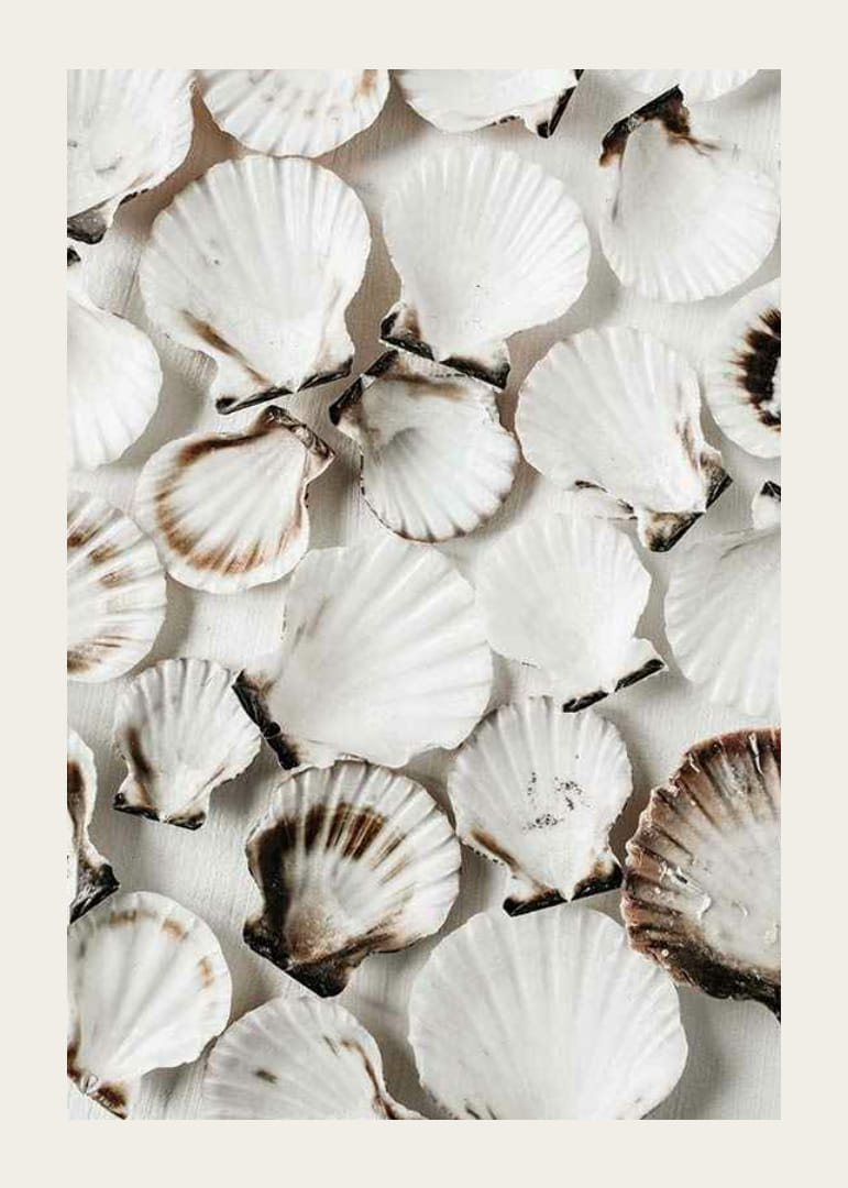Close-up van witte schelpen met bruine randen tegen een lichte achtergrond-12