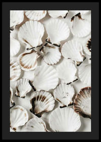 Close-up van witte schelpen met bruine randen tegen een lichte achtergrond-4