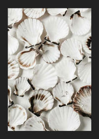 Close-up van witte schelpen met bruine randen tegen een lichte achtergrond-5