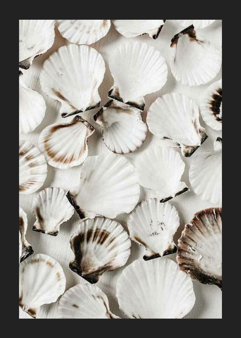 Close-up van witte schelpen met bruine randen tegen een lichte achtergrond-12