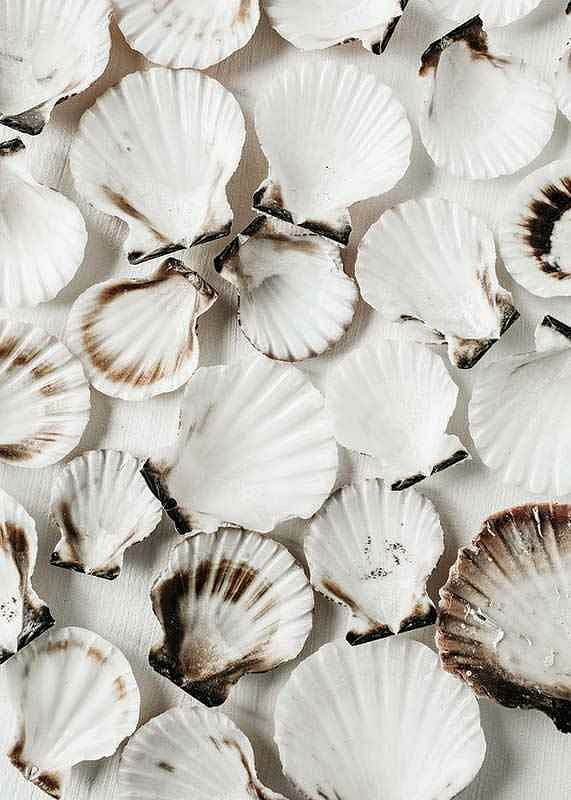 Sea Shells-12
