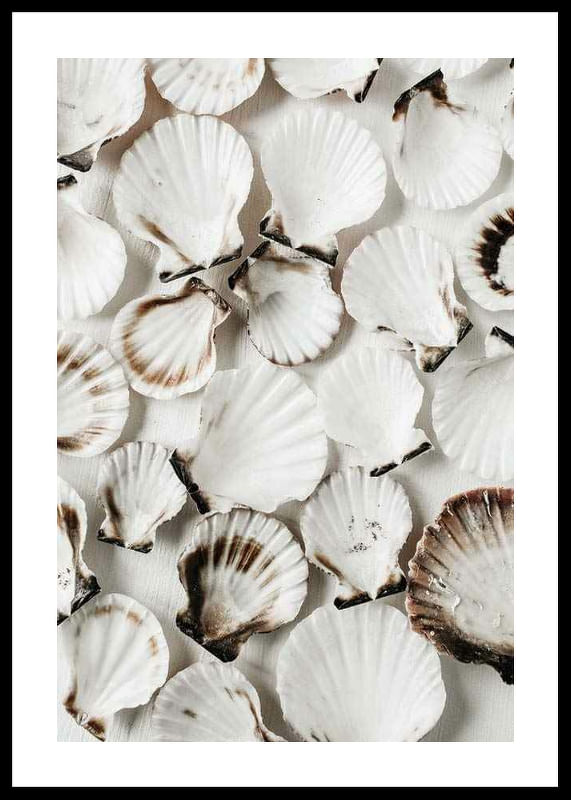 Sea Shells-12