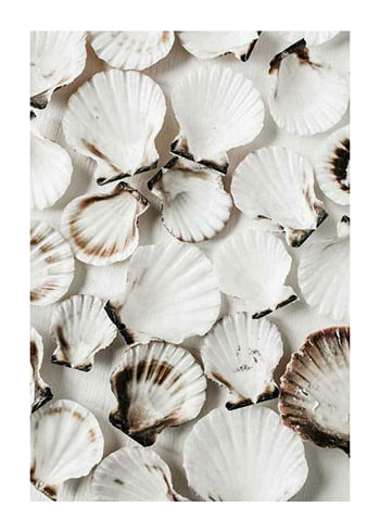 Plagát Sea Shells