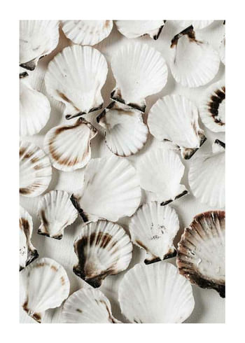 Plagát Sea Shells