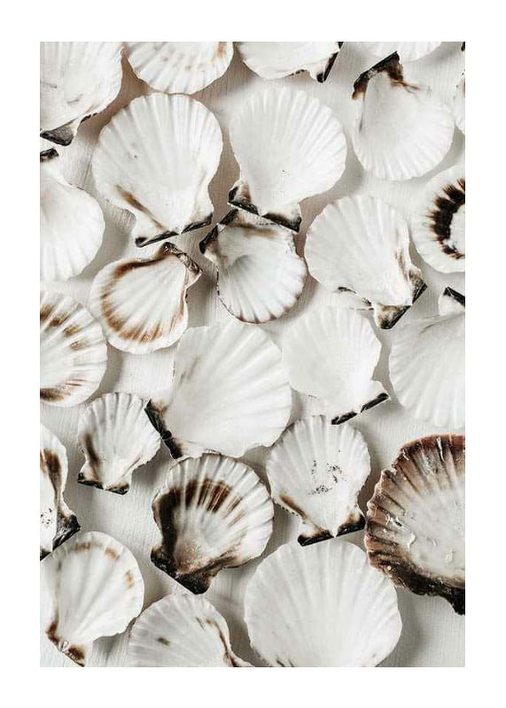 Sea Shells-12