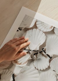 Närbild av vita snäckskal med bruna kanter mot ljus bakgrund-9