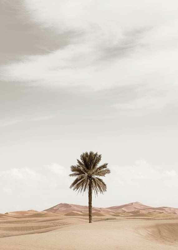 Photographic palm tree in desert with sand dunes and bright sky-12