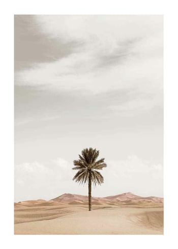 Póster Palm Tree In Desert