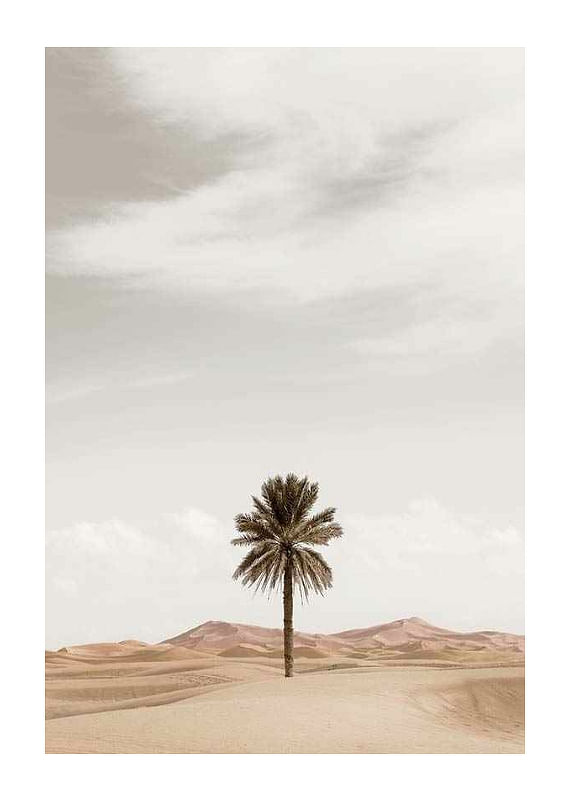 Plagát Palm Tree In Desert