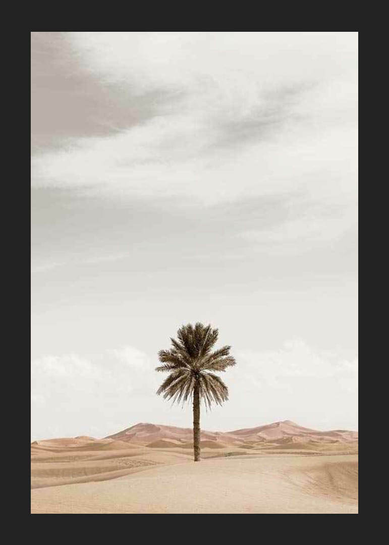 Palma fotografica nel deserto con dune di sabbia e cielo luminoso-12
