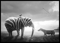 Black and white elephant with zebra stripes and zebra on the savannah-6