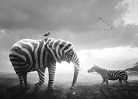 Svartvit elefant med zebraränder och zebra på savannen-7