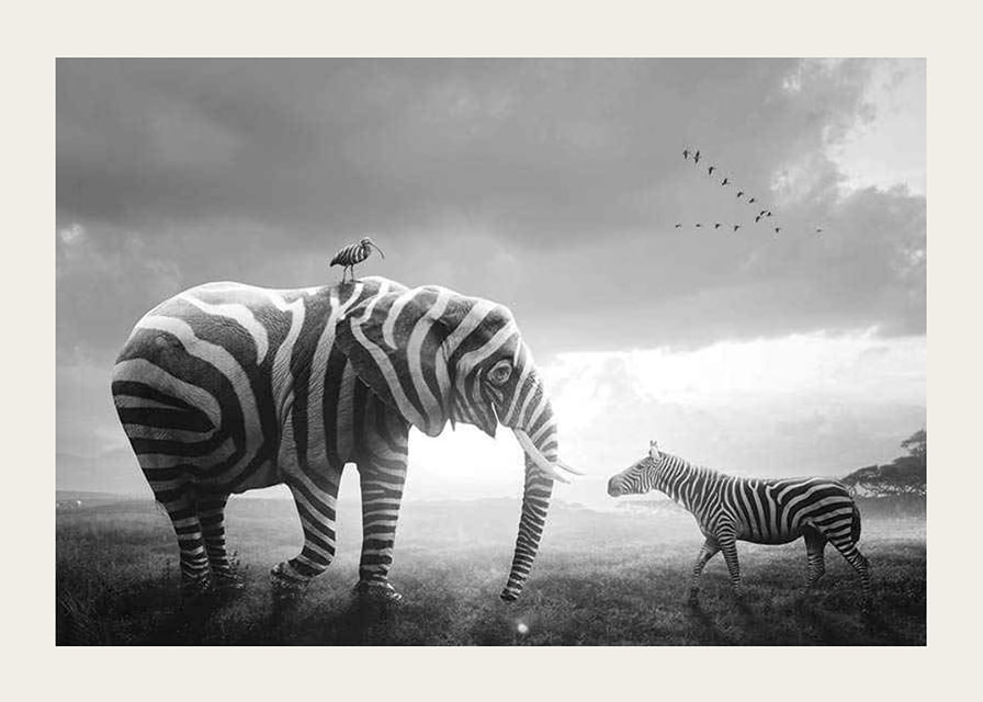 Black and white elephant with zebra stripes and zebra on the savannah-12