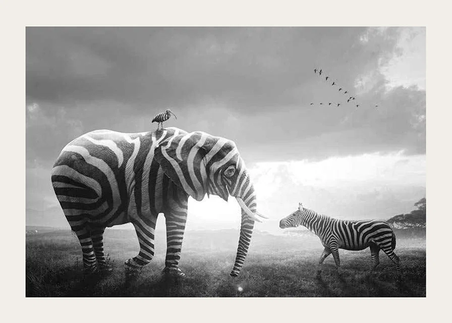 Svartvit elefant med zebraränder och zebra på savannen-12