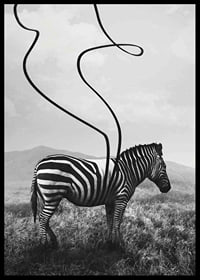 Cebra abstracta en blanco y negro con rayas extendidas contra el prado-6