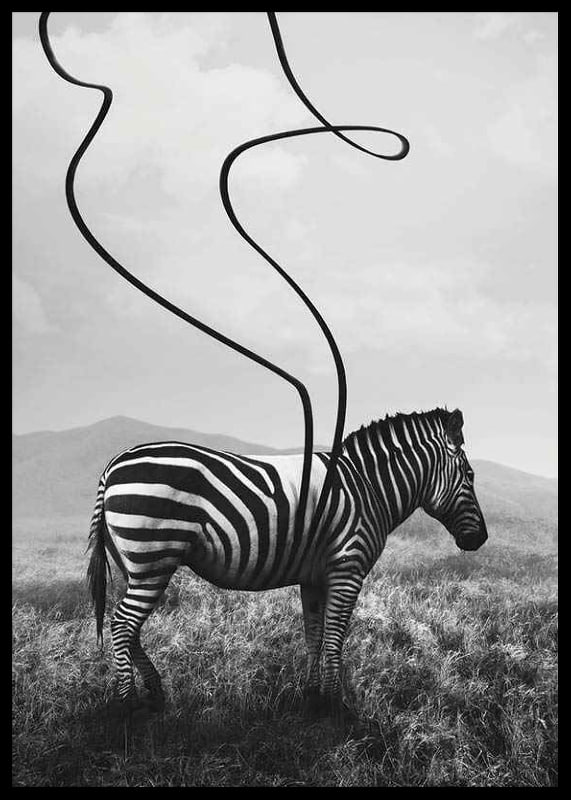 Cebra abstracta en blanco y negro con rayas extendidas contra el prado-12