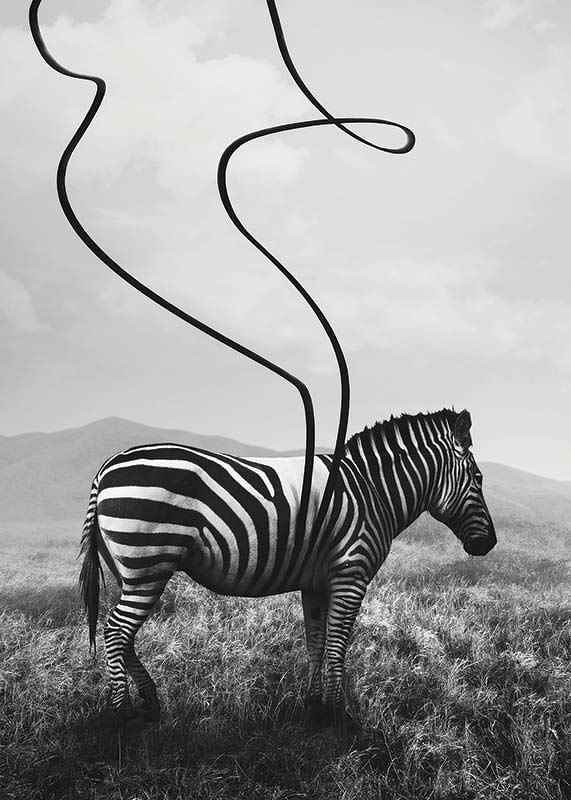 Cebra abstracta en blanco y negro con rayas extendidas contra el prado-12