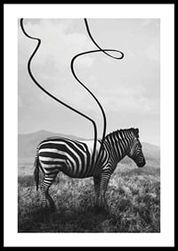 Cebra abstracta en blanco y negro con rayas extendidas contra el prado-0